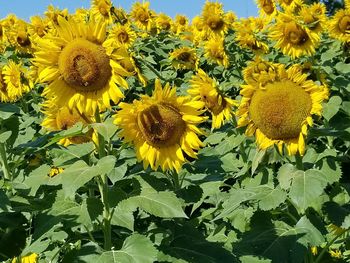 Close-up of sunflowers blooming on field