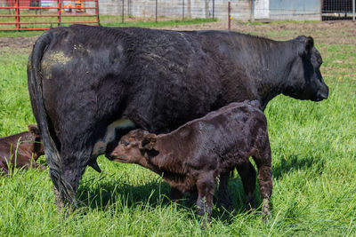 Side view of cow on field