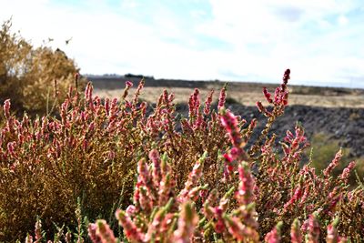 Close-up of flowering plant on field against sky