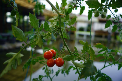 Fresh ripe tomatoes on the trees in muntilan, magelang, indonesia. close up photo.