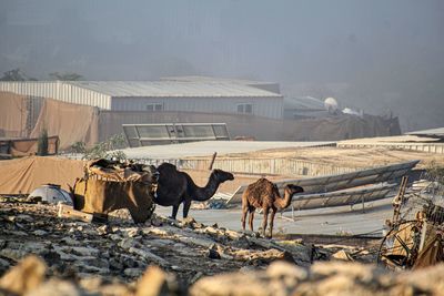 Bedouin village and its camels 