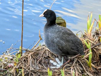 High angle view of bird in lake