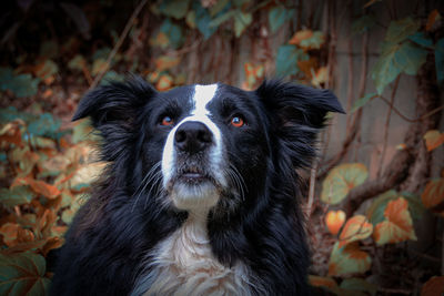 Close-up portrait of a dog