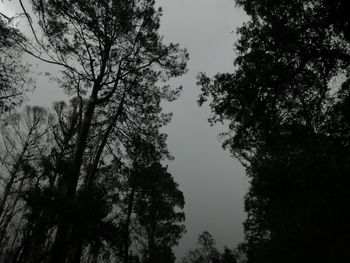 Low angle view of trees against sky