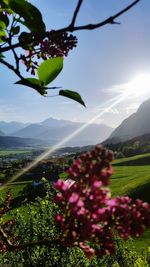 Pink flowering plant against sky