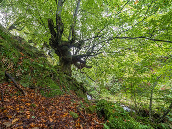Trees growing in forest
