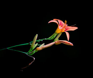 Close-up of pink flower against black background