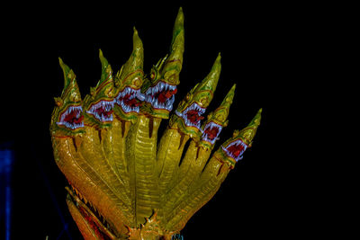 Close-up of green flower on black background