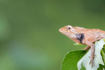 Close-up of a lizard on leaf