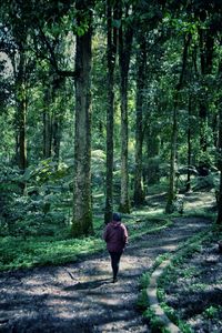 Rear view of woman walking in forest