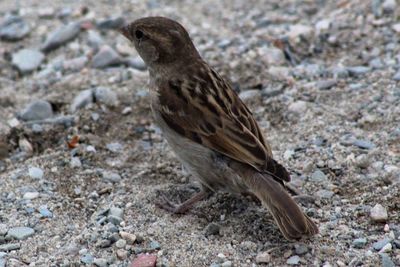 Close-up of bird perching on field