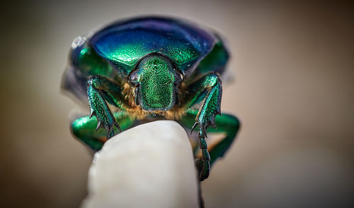 Close-up of an insect