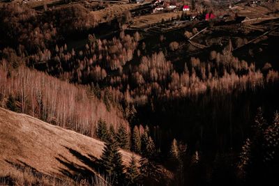 High angle view of trees