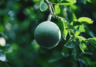 Close-up of fruit growing on tree