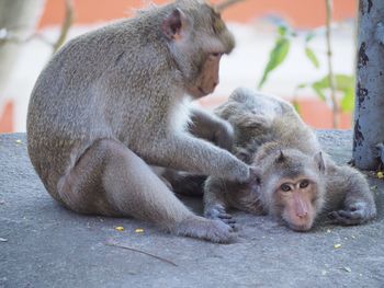 Monkeys sitting outdoors