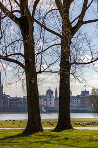 Bare trees by river against buildings in city