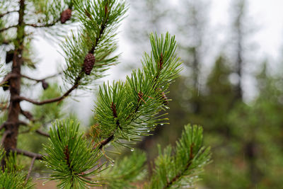 Close-up of pine tree