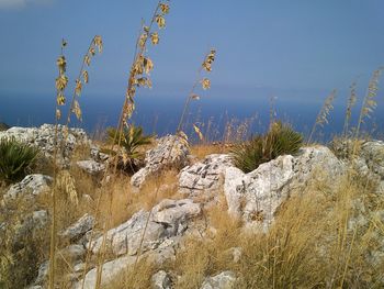 Scenic view of landscape against clear sky