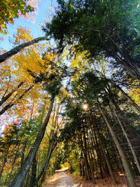 Trees in forest during autumn