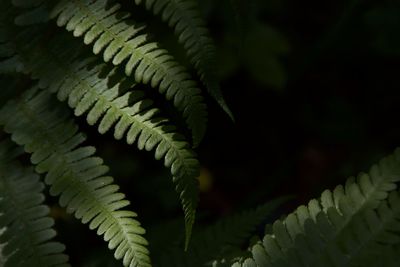 Close-up of fern