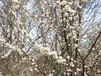 Low angle view of cherry blossom tree