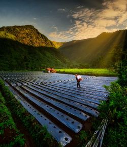 Man walking on agricultural field