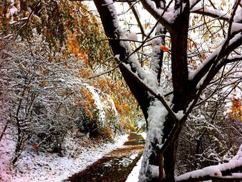 Bare trees on snow covered landscape