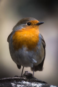 Close-up of bird perching on rock