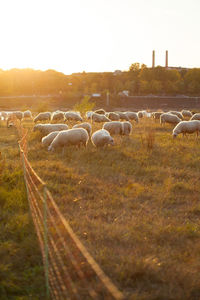 Flock of sheep grazing in field