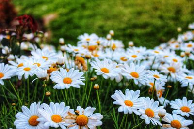 Close-up of white daisy flowers on field