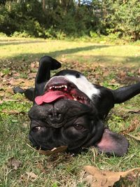 Close-up of dog lying on field