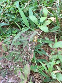 Close-up of insect on plant