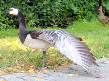 Side view of a bird on field