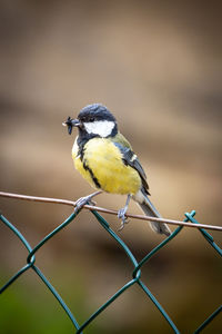 Close-up of bird perching on fence