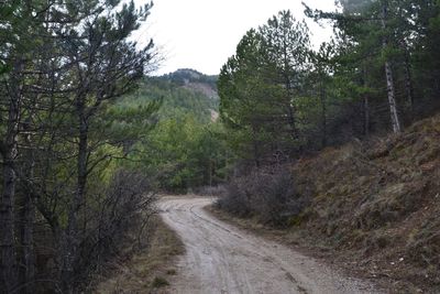 Road amidst trees in forest against sky