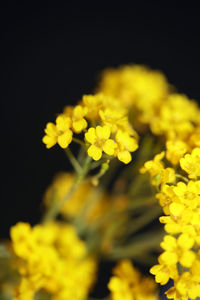 Close-up of yellow flowering plant against black background