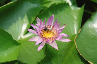 Close-up of honey bee on flower