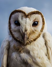 Close-up portrait of owl