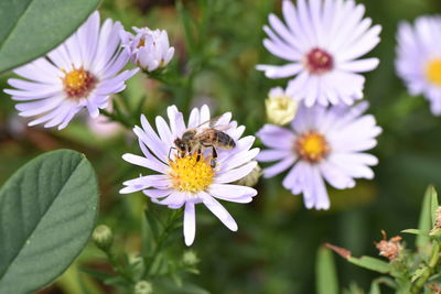 Close-up of bee on flowers