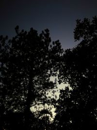 Low angle view of silhouette trees against sky