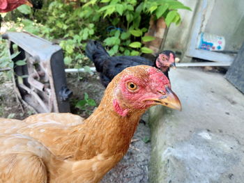 Close-up of a duck