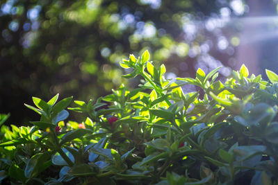 Close-up of fresh green plant