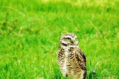 Owl perching on grassy field