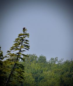 Low angle view of tree against clear sky