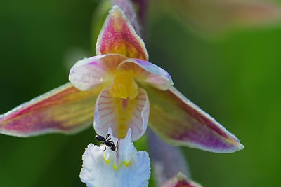 Close-up of insect on purple flower