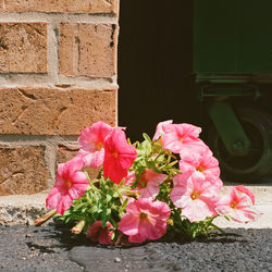 Close-up of pink flowers