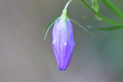 Close-up of purple flower