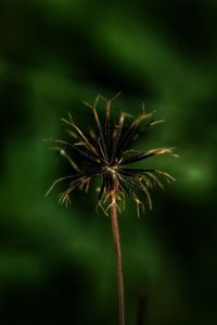 Close-up of dandelion against blurred background