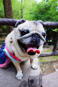 Portrait of dog sticking out tongue