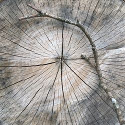 Full frame shot of tree stump